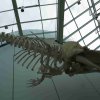 Ozeaneum Stralsund